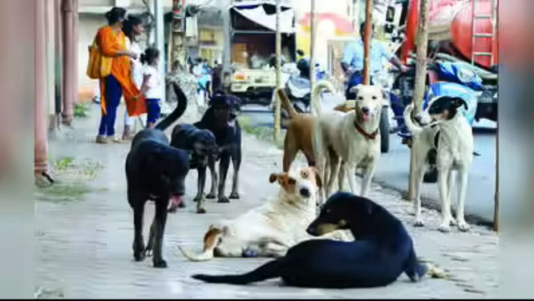 stray_dogs_menace_panaji_2022_2jpg