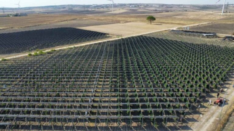Agrivoltaics Could Cut Soil Heat by 20°C, but Excessive Shade May Reduce Fruit Yields